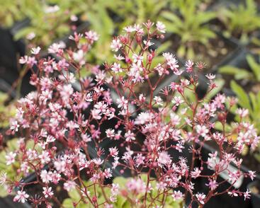 Lomikámen 'Clarence Elliott'