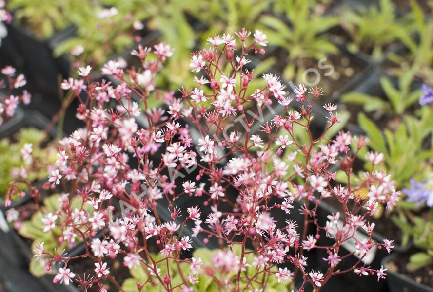 Lomikámen 'Clarence Elliott' - Saxifraga umbrosa 'Clarence Elliott'