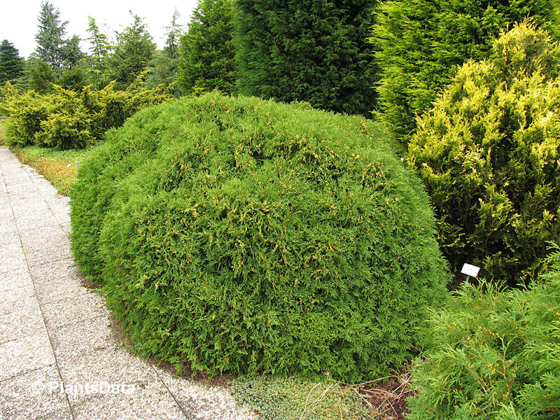 Zerav, túje západní 'Little Champion' - Thuja occidentalis 'Little Champion'