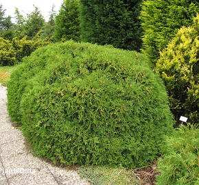 Zerav, túje západní 'Little Champion' - Thuja occidentalis 'Little Champion'