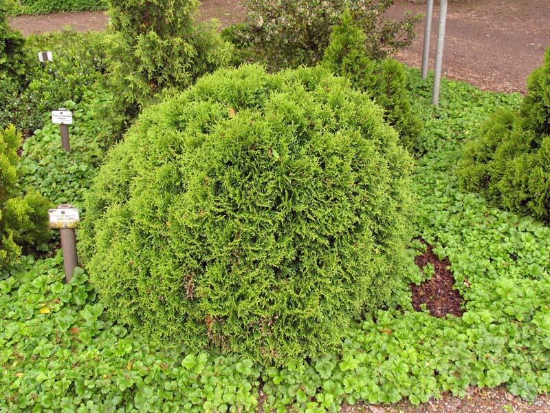 Túje, zerav západní 'Little Giant' - Thuja occidentalis 'Little Giant'