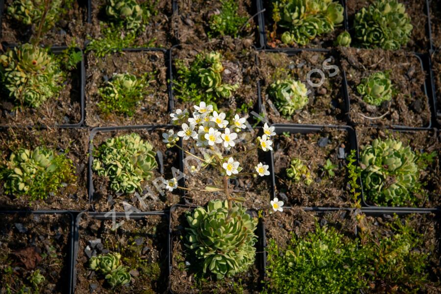 Lomikámen vždyživý - Saxifraga paniculata minutifolia