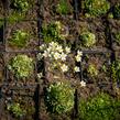 Lomikámen vždyživý - Saxifraga paniculata minutifolia