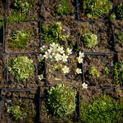 Lomikámen vždyživý - Saxifraga paniculata minutifolia