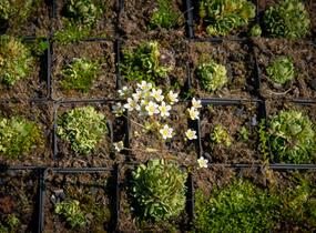 Lomikámen vždyživý - Saxifraga paniculata minutifolia