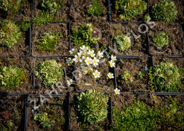 Lomikámen vždyživý - Saxifraga paniculata minutifolia