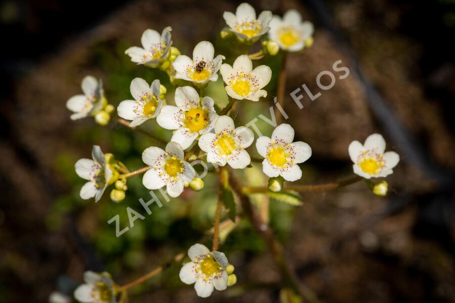 Lomikámen vždyživý - Saxifraga paniculata minutifolia