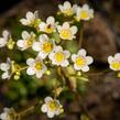 Lomikámen vždyživý - Saxifraga paniculata minutifolia