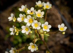 Lomikámen vždyživý - Saxifraga paniculata minutifolia