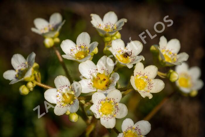 Lomikámen vždyživý - Saxifraga paniculata minutifolia
