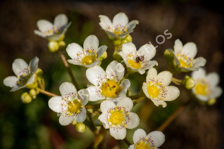Lomikámen vždyživý - Saxifraga paniculata minutifolia