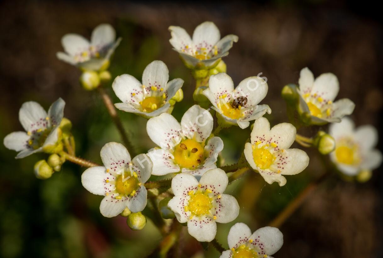 Lomikámen vždyživý - Saxifraga paniculata minutifolia