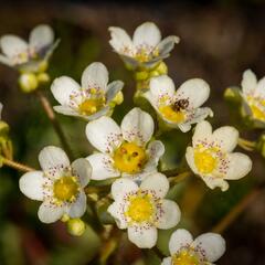 Lomikámen vždyživý - Saxifraga paniculata minutifolia