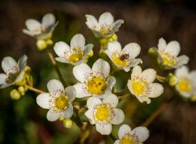 Lomikámen vždyživý - Saxifraga paniculata minutifolia