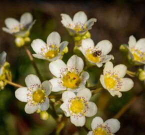 Lomikámen vždyživý - Saxifraga paniculata minutifolia