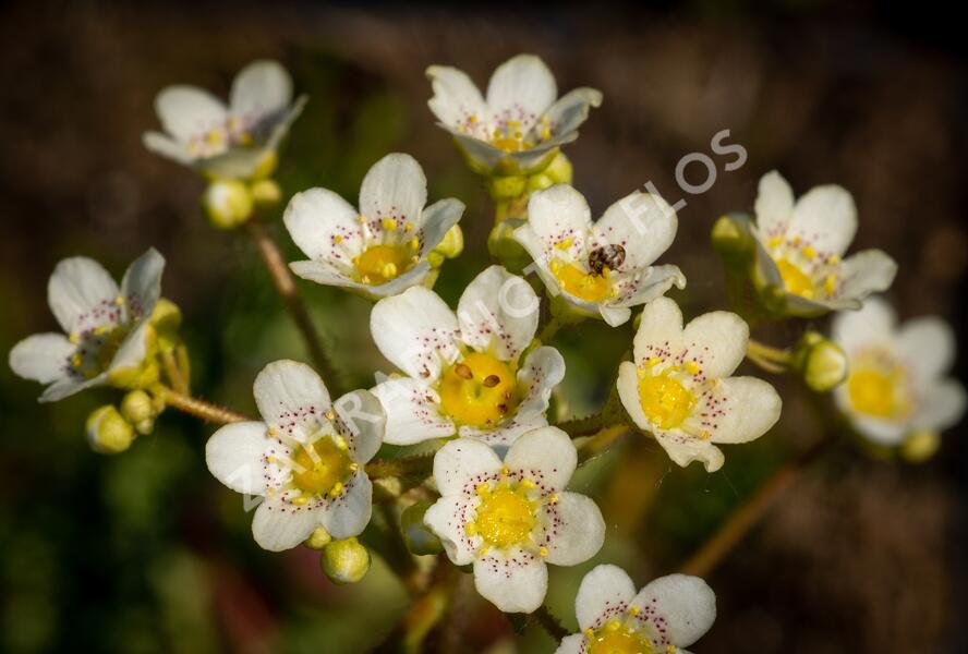 Lomikámen vždyživý - Saxifraga paniculata minutifolia