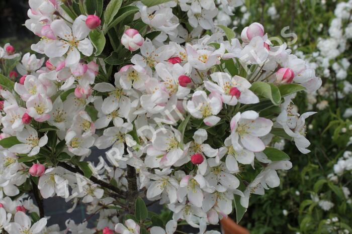 Jabloň okrasná 'Pom Zai' - Malus 'Pom Zai'