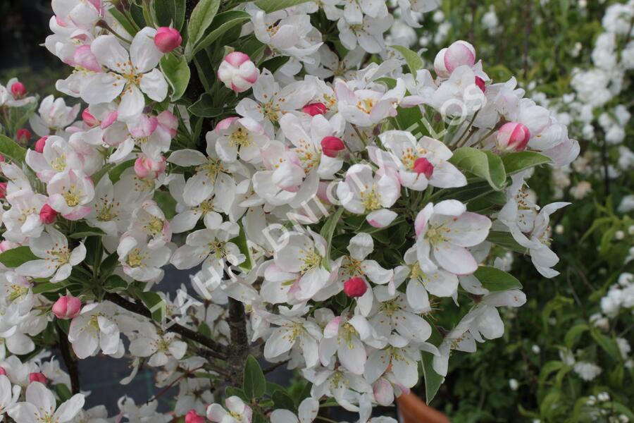 Jabloň okrasná 'Pom Zai' - Malus 'Pom Zai'