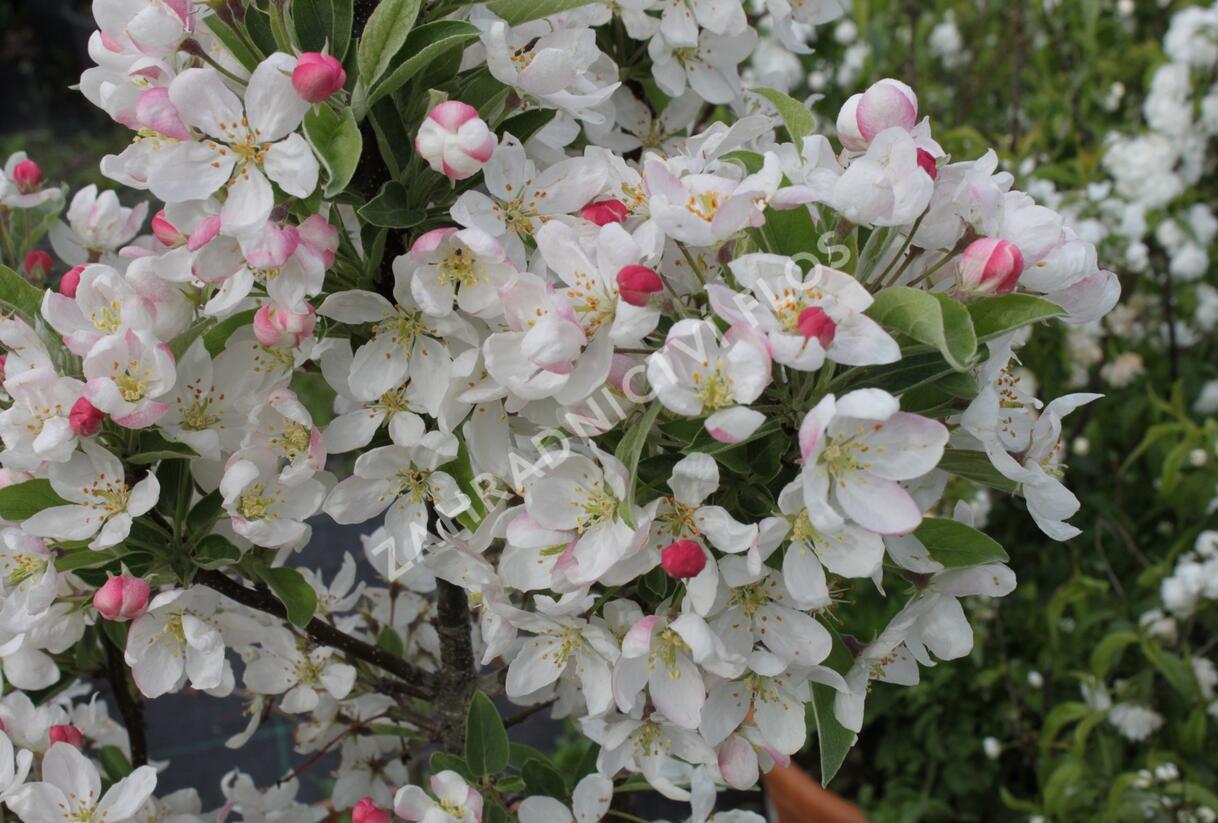 Jabloň okrasná 'Pom Zai' - Malus 'Pom Zai'