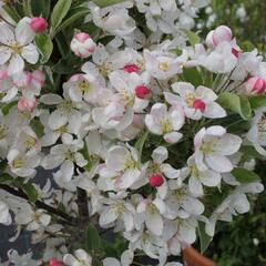 Jabloň okrasná 'Pom Zai' - Malus 'Pom Zai'