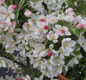 Jabloň okrasná 'Pom Zai' - Malus 'Pom Zai'
