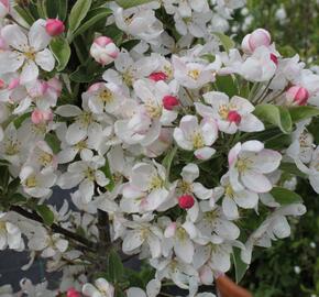 Okrasná jabloň 'Pom Zai' - Malus 'Pom Zai'