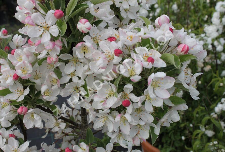 Jabloň okrasná 'Pom Zai' - Malus 'Pom Zai'