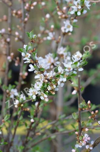 Višeň plstnatá 'Orient' - Prunus tomentosa 'Orient'