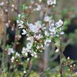 Višeň plstnatá 'Orient' - Prunus tomentosa 'Orient'