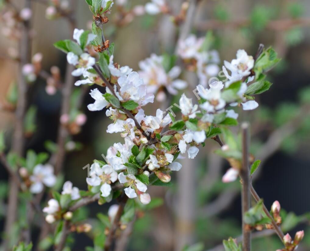 Višeň plstnatá 'Orient' - Prunus tomentosa 'Orient'