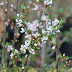 Višeň plstnatá 'Orient' - Prunus tomentosa 'Orient'