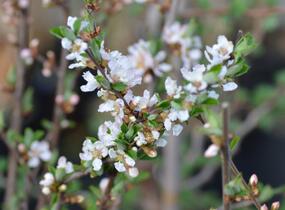 Višeň plstnatá 'Orient' - Prunus tomentosa 'Orient'