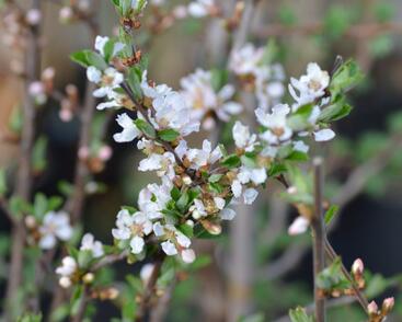 Višeň plstnatá 'Orient'