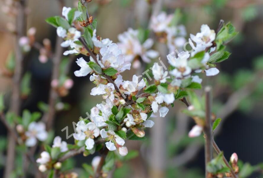 Višeň plstnatá 'Orient' - Prunus tomentosa 'Orient'