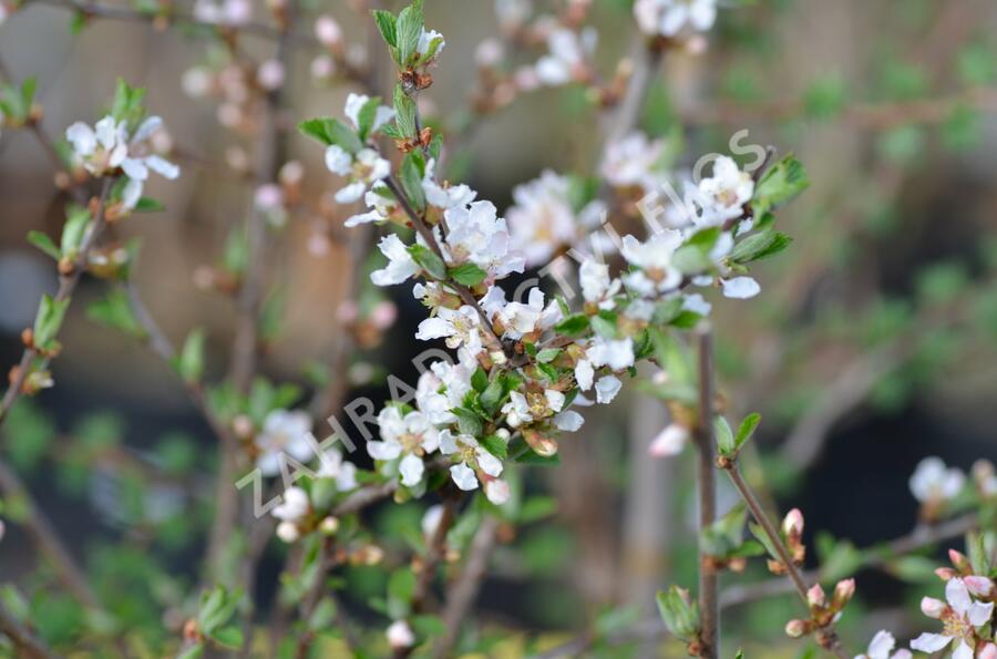 Višeň plstnatá 'Orient' - Prunus tomentosa 'Orient'