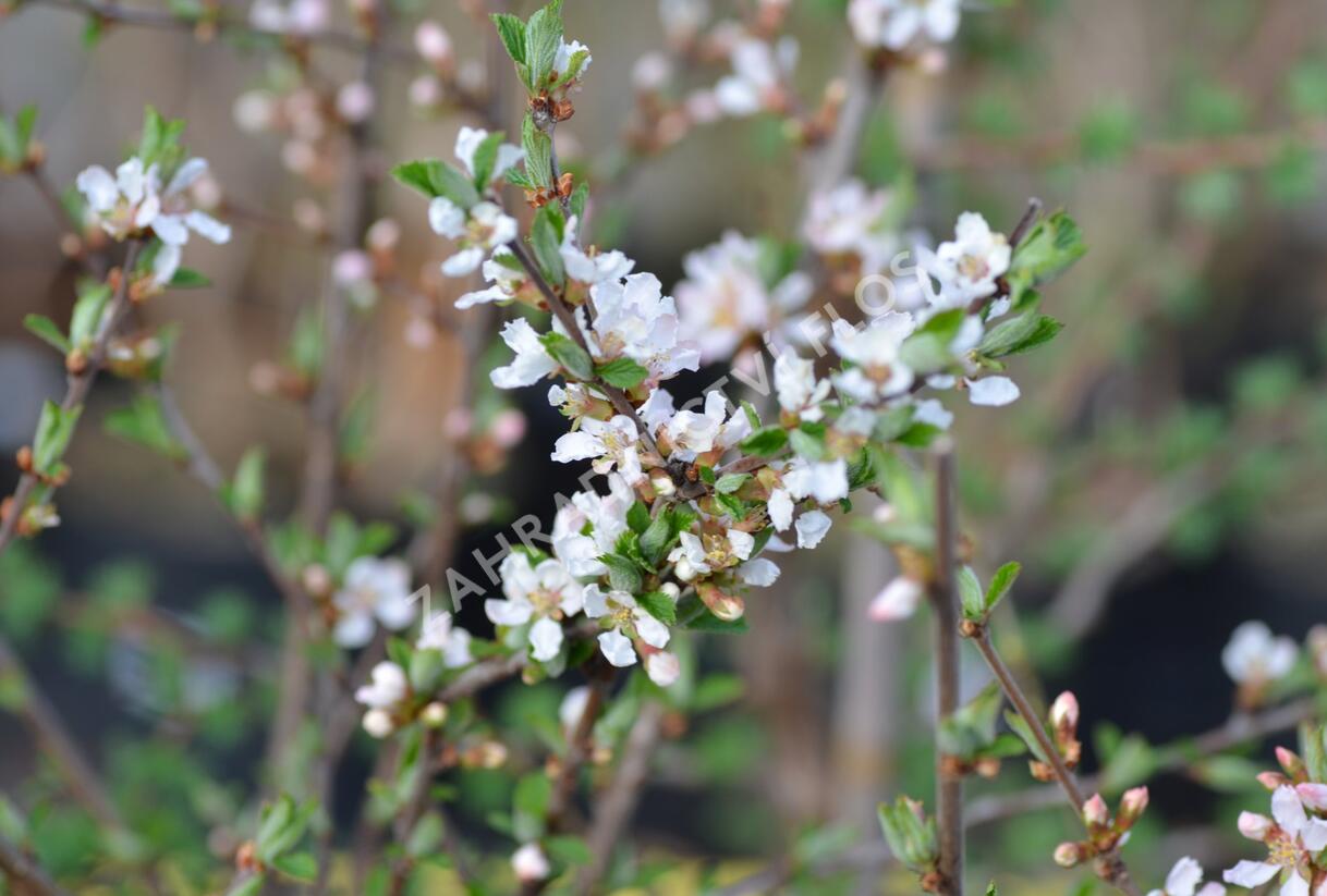 Višeň plstnatá 'Orient' - Prunus tomentosa 'Orient'