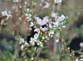 Višeň plstnatá 'Orient' - Prunus tomentosa 'Orient'