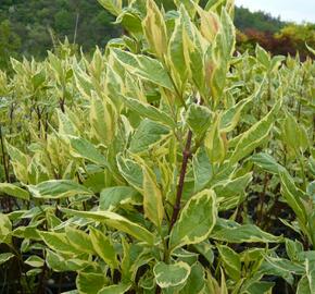 Svída bílá 'Cream Cracker' - Cornus alba 'Cream Cracker'