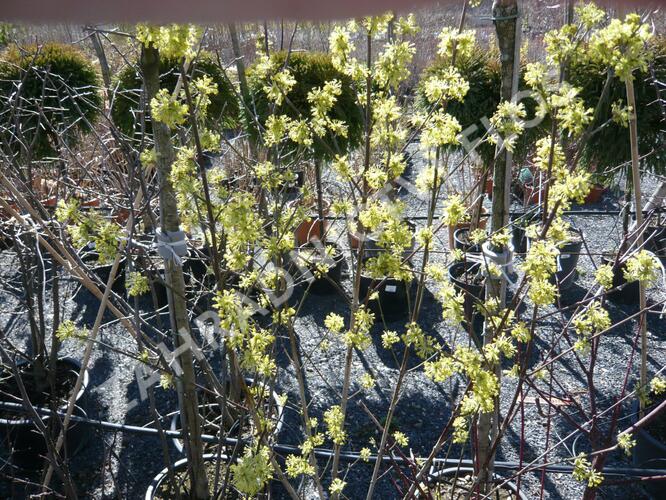 Dřín obecný 'Aurea' - Cornus mas 'Aurea'