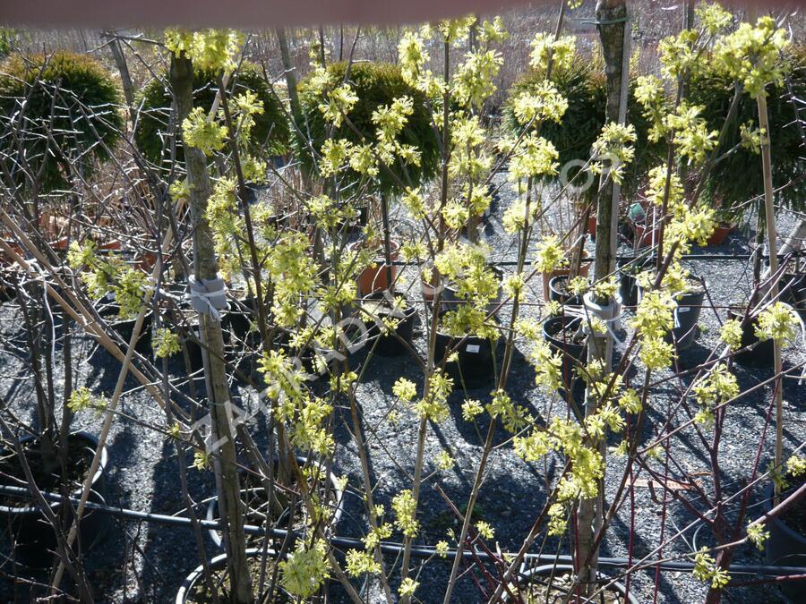 Dřín obecný 'Aurea' - Cornus mas 'Aurea'