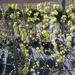 Dřín obecný 'Aurea' - Cornus mas 'Aurea'