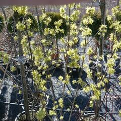 Dřín obecný 'Aurea' - Cornus mas 'Aurea'