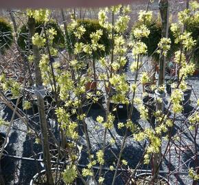 Dřín obecný 'Aurea' - Cornus mas 'Aurea'