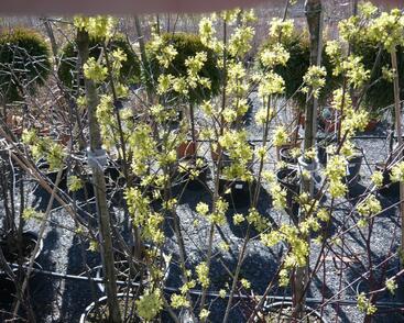 Dřín obecný 'Aurea'