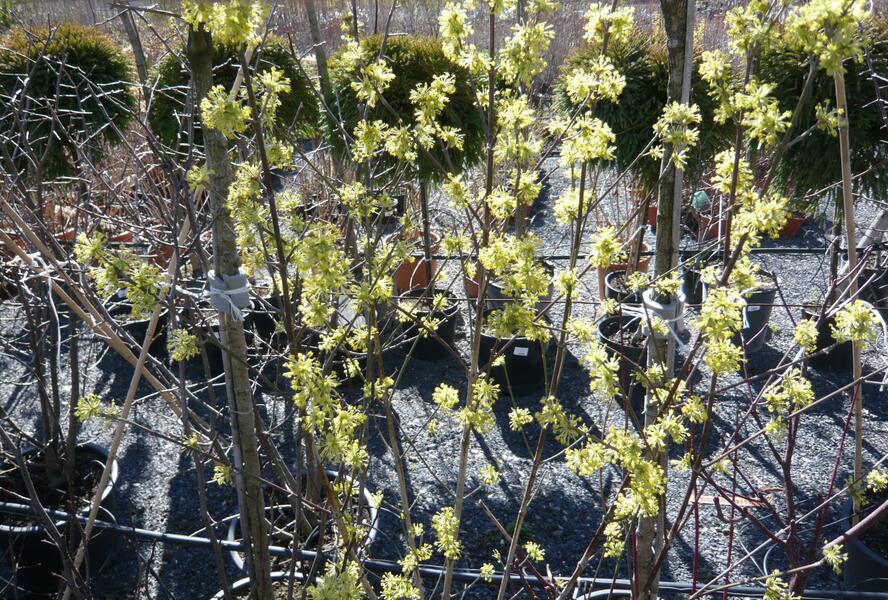 Dřín obecný 'Aurea' - Cornus mas 'Aurea'