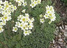 Lomikámen vždyživý - Saxifraga paniculata