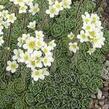 Lomikámen vždyživý - Saxifraga paniculata