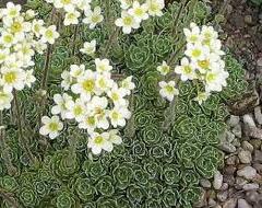 Lomikámen vždyživý - Saxifraga paniculata