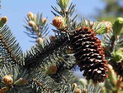 Smrk pichlavý 'Koster' - Picea pungens 'Koster'