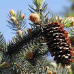 Smrk pichlavý 'Koster' - Picea pungens 'Koster'